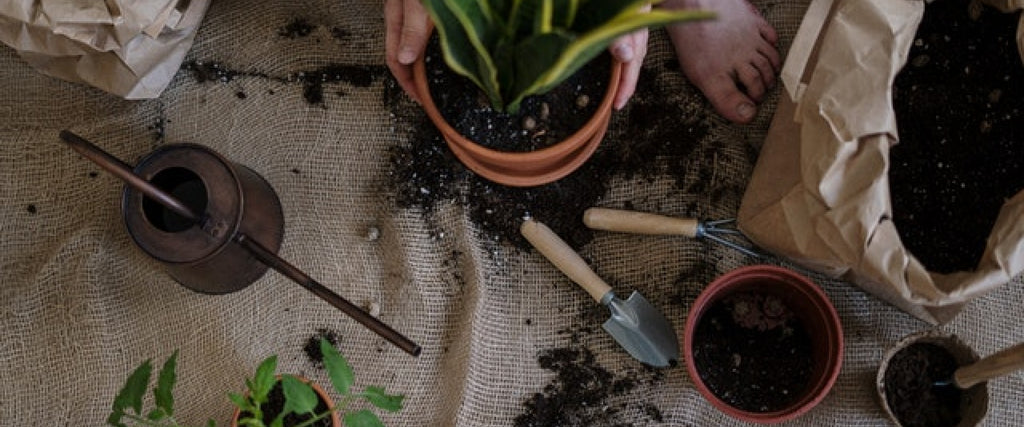 Landscaping Ideas for Beginning Easy Gardening